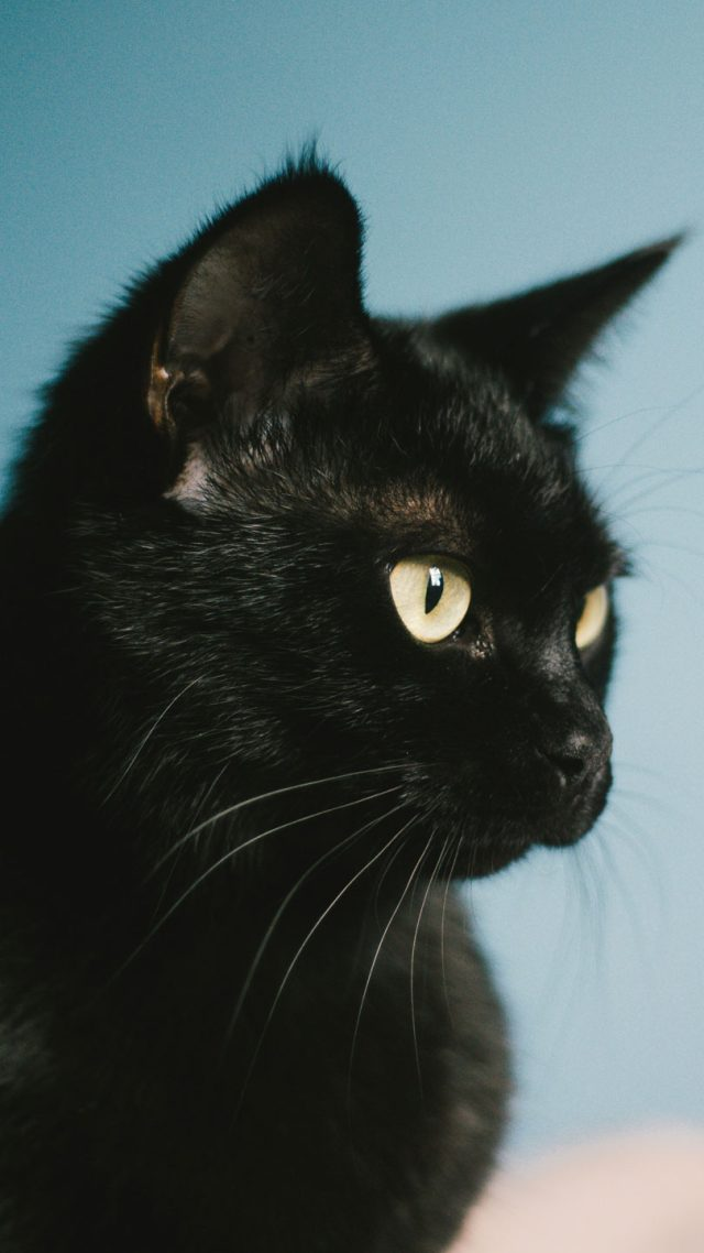 Blackie, the record-holding wealthy black cat